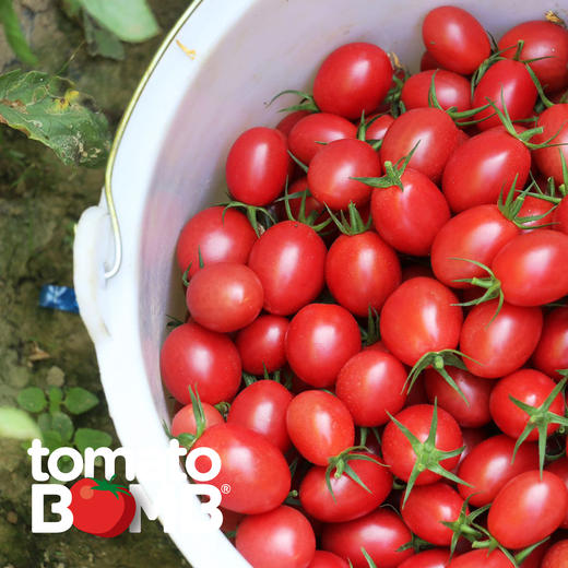 阳光沙地千禧小番茄  广东电白产 顺丰快递 商品图10