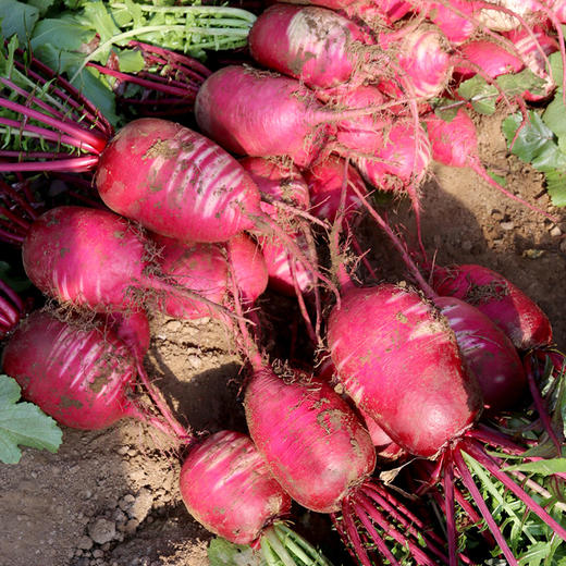 【密农特色 必买榜单】新鲜现拔紫霞萝卜 脆甜多汁含花青素 紫色水果萝卜不糠心  5.5斤包邮装 商品图2