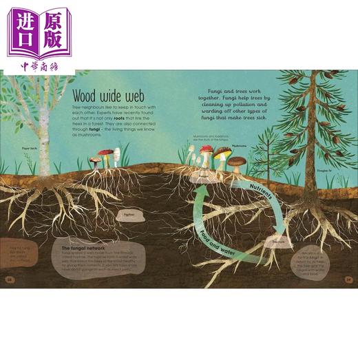 【中商原版】DK The Magic and Mystery of Trees 皇家园艺学会 树的秘密 英文原版进口儿童知识绘本 森林大自然生物科普图画书 商品图1