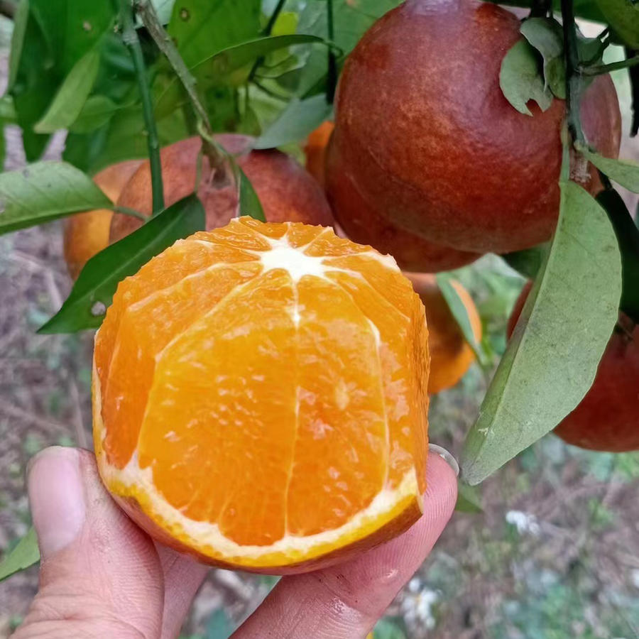 『广西乌柑』爆汁纯甜 细腻爽滑