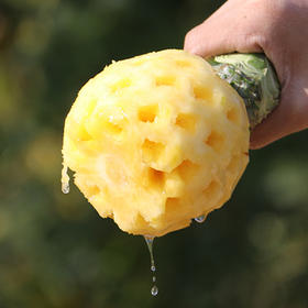 【云南香水菠萝】 酸甜多汁 营养丰富 带叶发货 新鲜看得见  5斤装