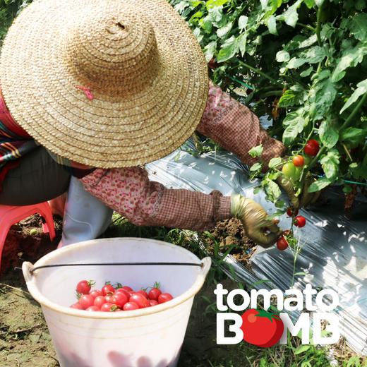 阳光沙地千禧小番茄  广东电白产 顺丰快递 商品图3