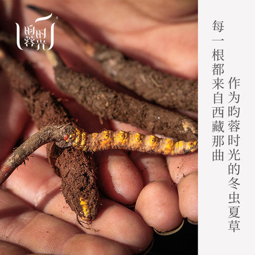 【昀蓉虫草】【3600头&3000头虫草50g】 来自海拔5000以上的西藏那曲 无断草 无接驳 虫体饱满 香味浓郁 商品图3