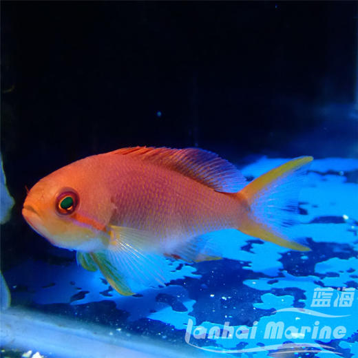 粉红宝石 商品图2