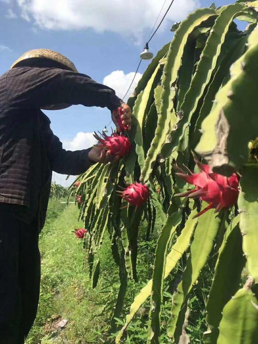海南火龙果 生态种植 新鲜采 自然熟 无保鲜剂 香甜 个大 饱满 |百里食 商品图4