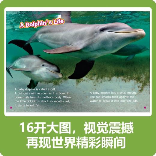 【童趣】美国国家地理英语分级读物系列1-4级 商品图6