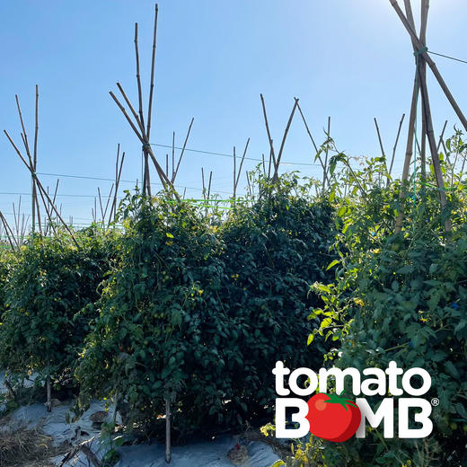 阳光沙地千禧小番茄  广东电白产 顺丰快递 商品图14