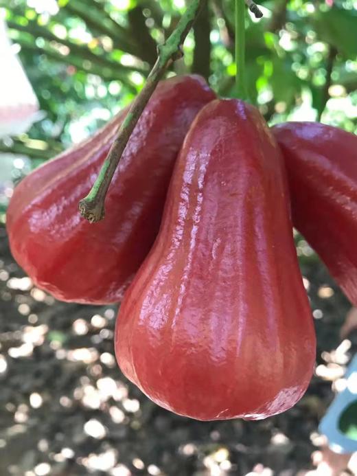 海南黑金刚莲雾 汁多 清甜 维生素含量丰富 原来莲雾是可以这么好吃的|百里食 商品图0