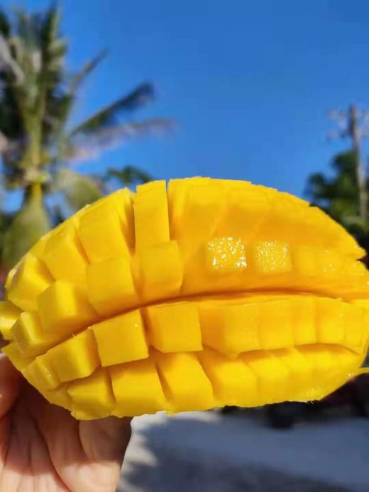 百里家的芒果 海南芒果 自然长 不捂不催不用药 核小肉厚 纯甜多汁 一个枝一个果 |百里食 商品图5