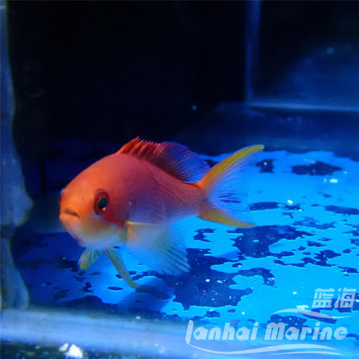 粉红宝石 商品图5