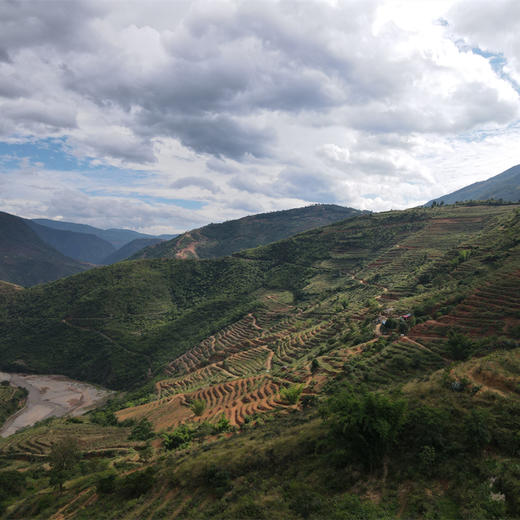 云南有机甜豌豆 | 清香甜脆  | 3天内发货 | 基地直发包邮 *Ecological pea 商品图7