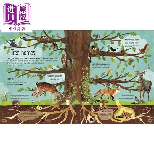 【中商原版】DK The Magic and Mystery of Trees 皇家园艺学会 树的秘密 英文原版进口儿童知识绘本 森林大自然生物科普图画书 商品图3