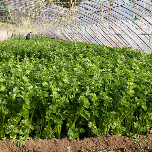 每日现摘  密农人家芹菜  生态种植  茎绿多汁  鲜嫩清脆  1斤 商品图1