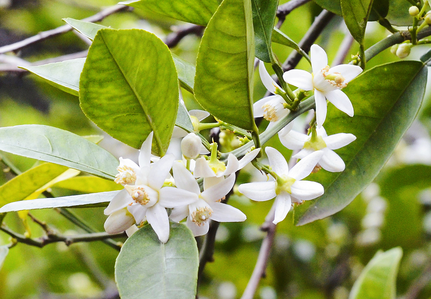橙花精油埃及花中公主美白去暗沉减斑香气优雅