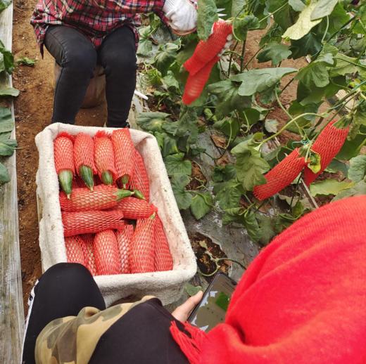【山东羊角蜜甜瓜】脆甜多汁，咬着脆，吃着甜，连皮带籽一起吃，绵中带脆，咬上一口满嘴留香 商品图4