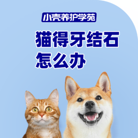 猫得牙结石怎么办？