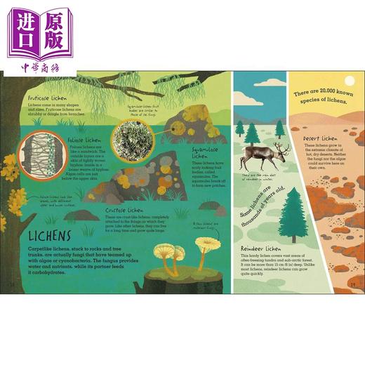 【中商原版】Humongous Fungus DK出版 巨型菌 英文原版 Wenjia Tang唐文嘉 儿童百科知识绘本 大自然动植物 真菌类生物科普图画书 5岁以上 商品图3