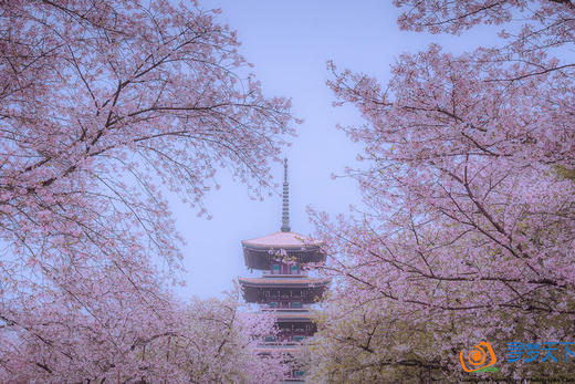 【湖北】·武汉东湖樱花、江滩落日、宜昌三峡人家、荆门油菜花、恩施大峡谷、地心谷8日摄影采风 商品图3