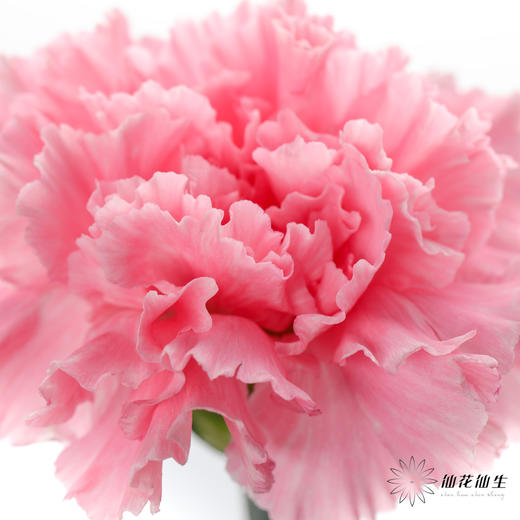 单头康乃馨 | 小桃红 商品图1