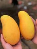 百里家的芒果 海南芒果 自然长 不捂不催不用药 核小肉厚 纯甜多汁 一个枝一个果 |百里食 商品缩略图4