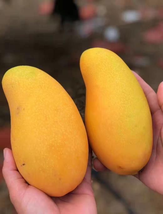 百里家的芒果 海南芒果 自然长 不捂不催不用药 核小肉厚 纯甜多汁 一个枝一个果 |百里食 商品图4