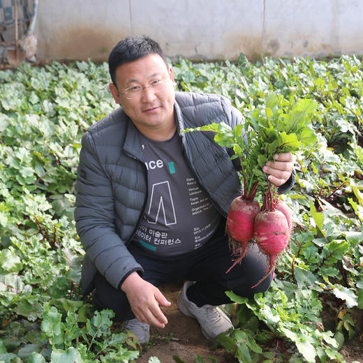 【密农特色 必买榜单】新鲜现拔紫霞萝卜 脆甜多汁含花青素 紫色水果萝卜不糠心  5.5斤包邮装 商品图3
