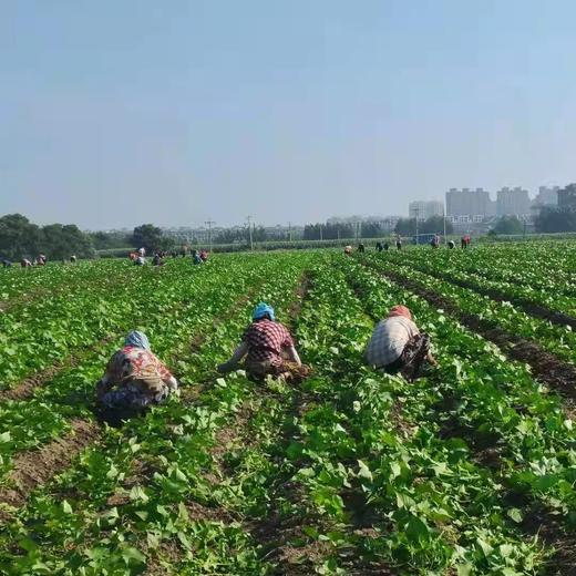 软糯起沙的红薯 炉火锤炼我的甜，时光读懂你的好 商品图9