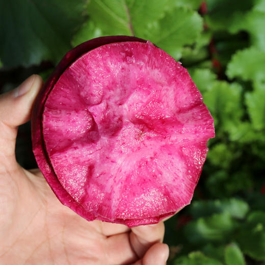 【密农特色 必买榜单】新鲜现拔紫霞萝卜 脆甜多汁含花青素 紫色水果萝卜不糠心  5.5斤包邮装 商品图7