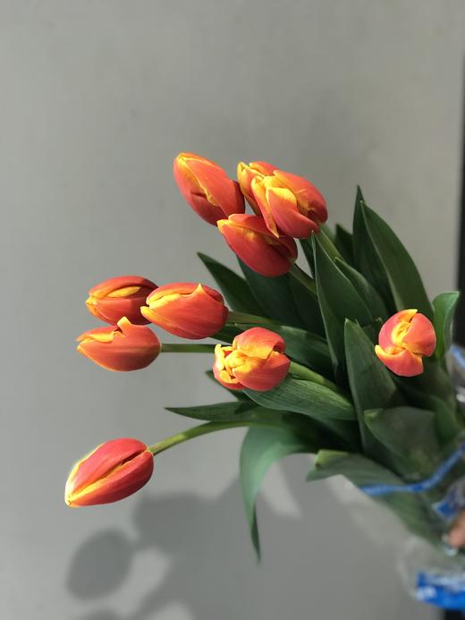 活动郁金香 商品图7