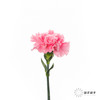 单头康乃馨 | 小桃红 商品缩略图2