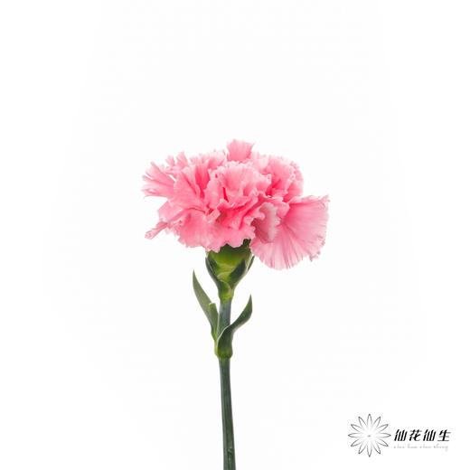 单头康乃馨 | 小桃红 商品图2