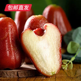 海南黑金刚莲雾 1.5kg(特级-单果100g以上)（产地直发）