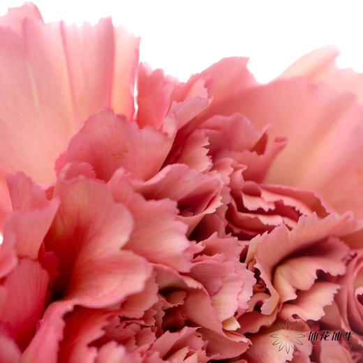 单头康乃馨 | 摩洛哥 商品图3