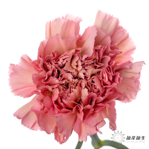 单头康乃馨 | 摩洛哥 商品图0