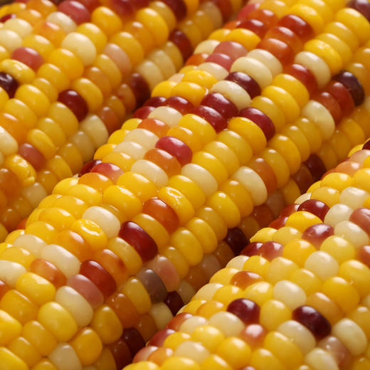 商丘五彩甜糯玉米|爆浆香甜糥，营养饱腹，0防腐非转基因 商品图4