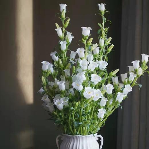 jcyzp风铃b级白色8