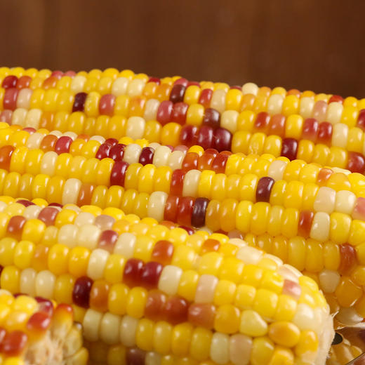 商丘五彩甜糯玉米|爆浆香甜糥，营养饱腹，0防腐非转基因 商品图5