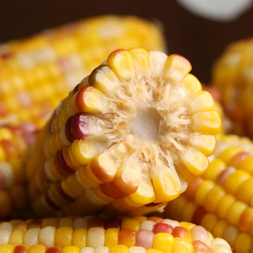 商丘五彩甜糯玉米|爆浆香甜糥，营养饱腹，0防腐非转基因 商品图3