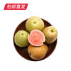 福建树上熟红心芭乐 1.5kg礼盒装 （产地直发） 商品缩略图3