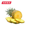 海南金钻凤梨 2-3个装(2.25kg以上)（产地直发） 商品缩略图2