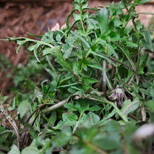 【山野自种蔬菜】泉水滋养、自然生长 (98元/3斤+)菜苔、青蒜、菊花脑、青菜、野芹菜、野蒜等（当日现采随机发，🉑备注更喜欢的菜，尽量满足‼️不售后，谨慎下单 商品图5