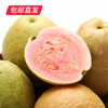 福建树上熟红心芭乐 1.5kg礼盒装 （产地直发） 商品缩略图2