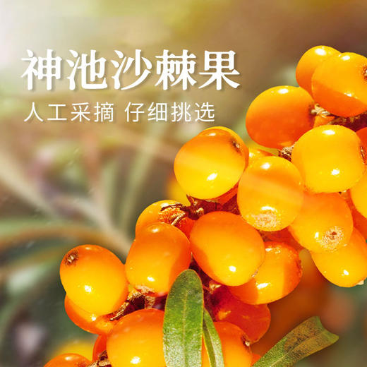 达其爽沙棘汁 果汁饮料280ml_12瓶 生榨沙棘整箱沙棘汁 商品图2