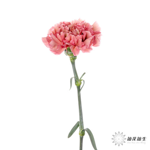 单头康乃馨 | 摩洛哥 商品图1