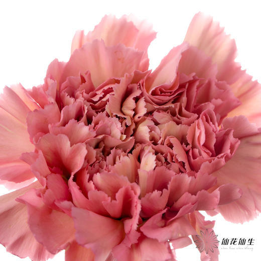 单头康乃馨 | 摩洛哥 商品图2