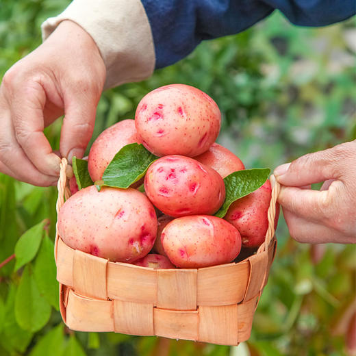 云南高原红皮黄心土豆，粉面口感炸裂，富含花青素和硒元素 现挖现发  5斤装藏在云南轿子雪山的原生老种薯，不杂交、不改良，自带天然薯香 商品图8