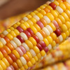 商丘五彩甜糯玉米|爆浆香甜糥，营养饱腹，0防腐非转基因 商品缩略图6