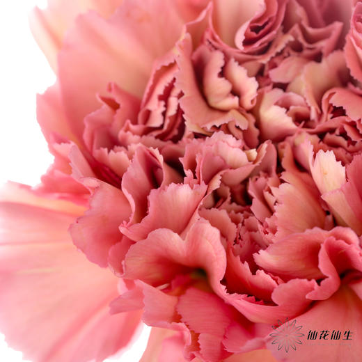 单头康乃馨 | 摩洛哥 商品图4