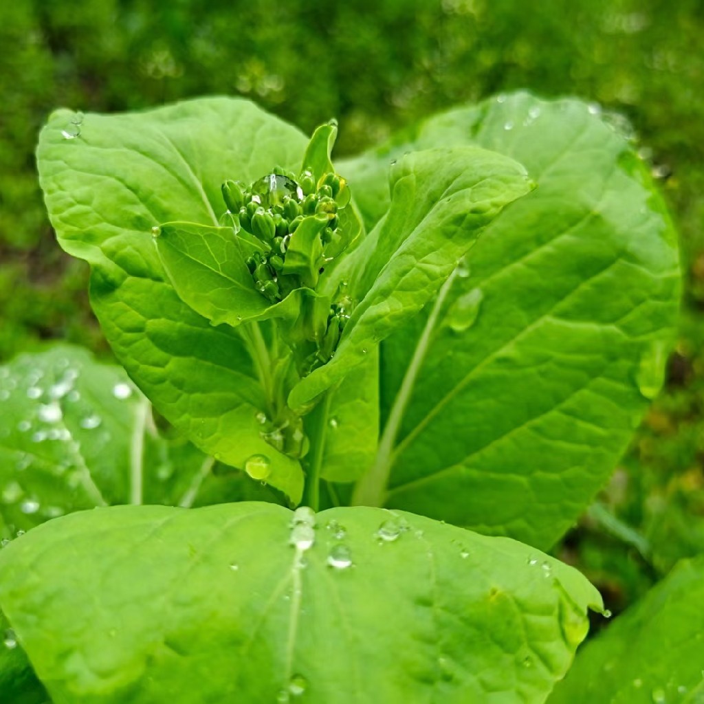 【山野自种蔬菜】泉水滋养、自然生长 (98元/3斤+)菜苔、青蒜、菊花脑、青菜、野芹菜、野蒜等（当日现采随机发，🉑备注更喜欢的菜，尽量满足‼️不售后，谨慎下单