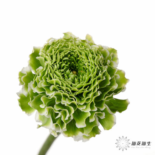 配花 ｜ 锦鲤洋牡丹白色 商品图0